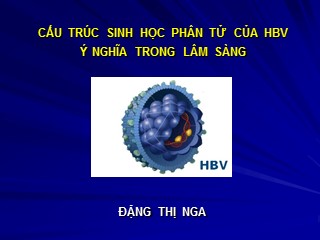 Bài giảng Cấu trúc sinh học phân tử của HBV ý nghĩa trong lâm sàng - Đặng Thị Nga