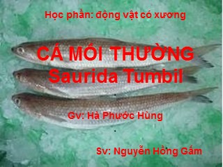 Báo cáo Cá mối thường Saurida Tumbil - Nguyễn Hồng Gấm