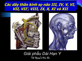 Bài giảng Các dây thần kinh sọ não III, IV, V, VI, VII, VII’, VIII, IX, X, XI và XII