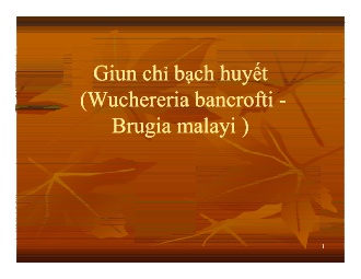 Bài giảng Giun chỉ bạch huyết