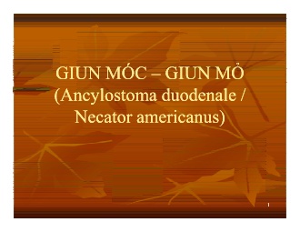 Bài giảng Giun móc – Giun mỏ