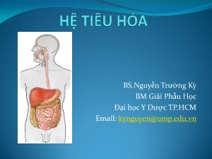 Bài giảng Hệ tiêu hóa - Nguyễn Trường Kỳ