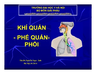 Bài giảng Khí quản. Phế quản. Phổi